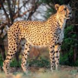 Generic placeholder image