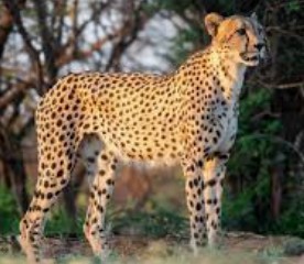 Generic placeholder image