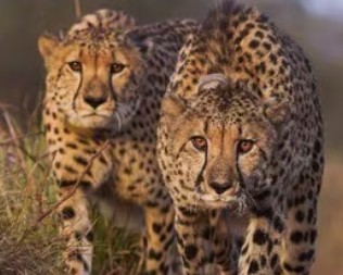 Generic placeholder image