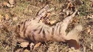 Generic placeholder image