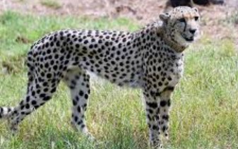 Generic placeholder image